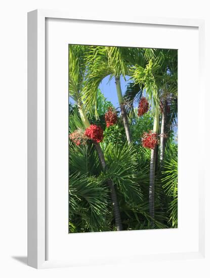 Palm Fruit Vertical-Robert Goldwitz-Framed Photographic Print