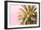 Palm Gold And Pink-Alex Hanson-Framed Art Print