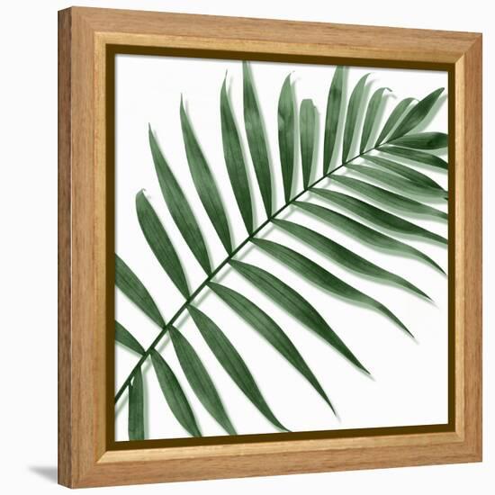Palm Green II-Mia Jensen-Framed Stretched Canvas