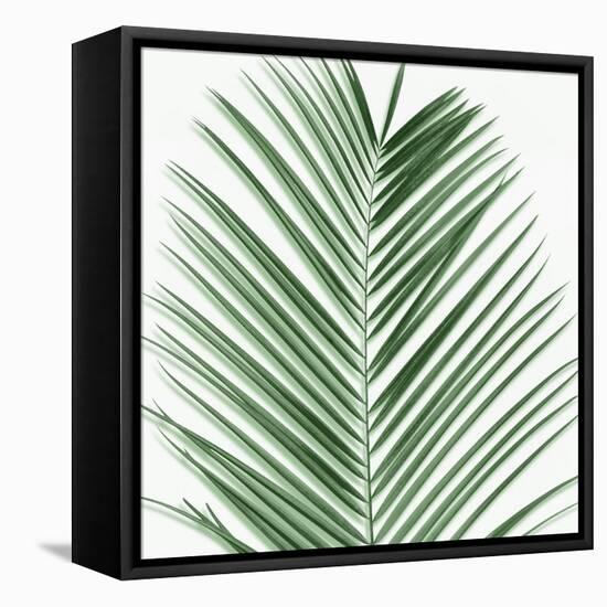 Palm Green V-Mia Jensen-Framed Stretched Canvas