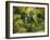 Palm Grove, Coconut Trees-Thonig-Framed Photographic Print