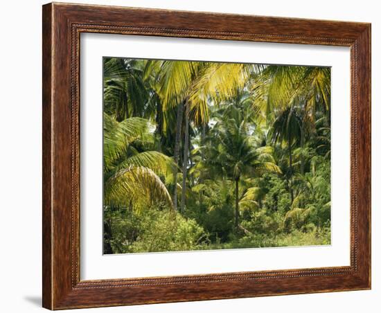 Palm Grove, Coconut Trees-Thonig-Framed Photographic Print