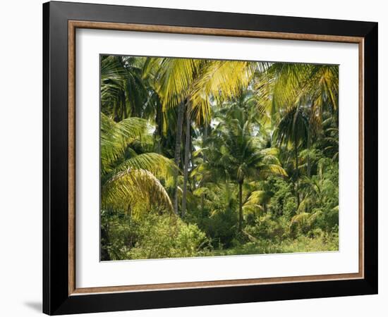 Palm Grove, Coconut Trees-Thonig-Framed Photographic Print