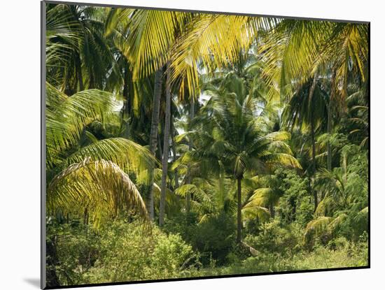 Palm Grove, Coconut Trees-Thonig-Mounted Photographic Print