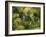 Palm Grove, Coconut Trees-Thonig-Framed Photographic Print