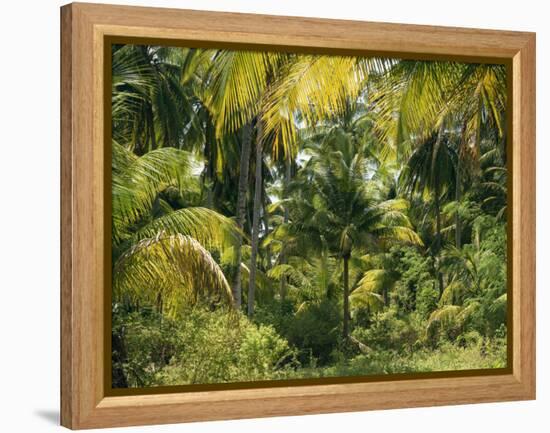 Palm Grove, Coconut Trees-Thonig-Framed Premier Image Canvas