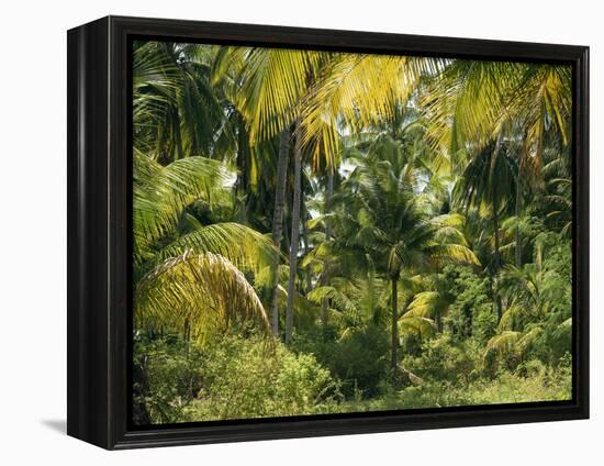 Palm Grove, Coconut Trees-Thonig-Framed Premier Image Canvas