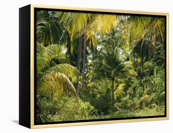Palm Grove, Coconut Trees-Thonig-Framed Premier Image Canvas