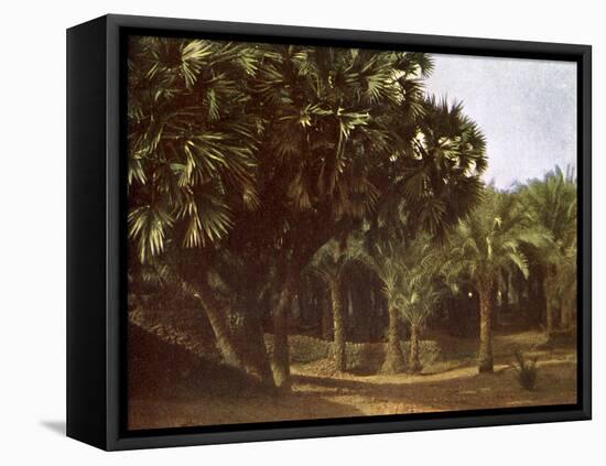 Palm Grove near Karnak, Egypt-English Photographer-Framed Premier Image Canvas