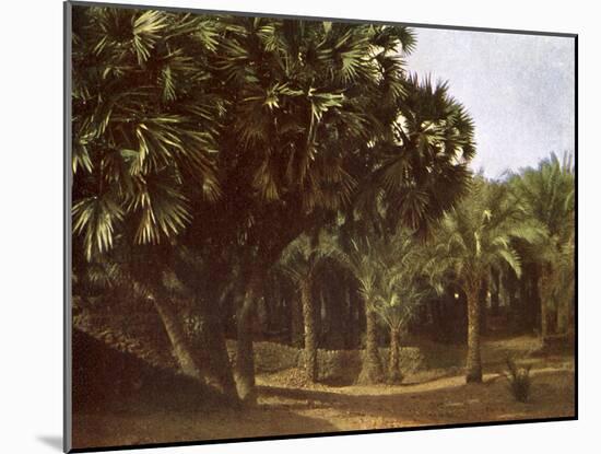 Palm Grove near Karnak, Egypt-English Photographer-Mounted Giclee Print