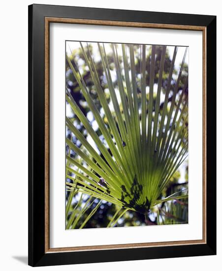 Palm Leaf and Shadows-Michele Molinari-Framed Photographic Print