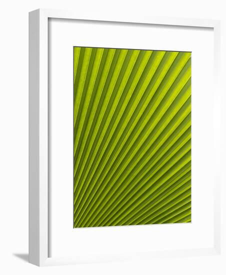 Palm Leaf, Botanical Gardens, Georgetown, Penang, Malaysia, Southeast Asia-Porteous Rod-Framed Photographic Print