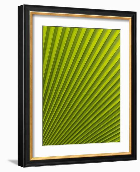 Palm Leaf, Botanical Gardens, Georgetown, Penang, Malaysia, Southeast Asia-Porteous Rod-Framed Photographic Print