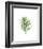 Palm Leaf I-Ann Solo-Framed Art Print