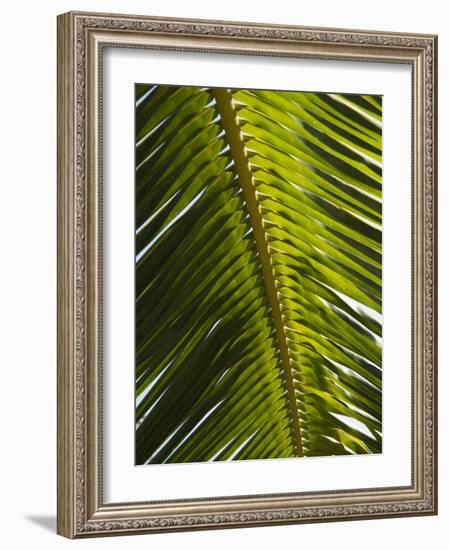 Palm Leaf, Nicoya Pennisula, Costa Rica, Central America-R H Productions-Framed Photographic Print