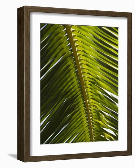 Palm Leaf, Nicoya Pennisula, Costa Rica, Central America-R H Productions-Framed Photographic Print