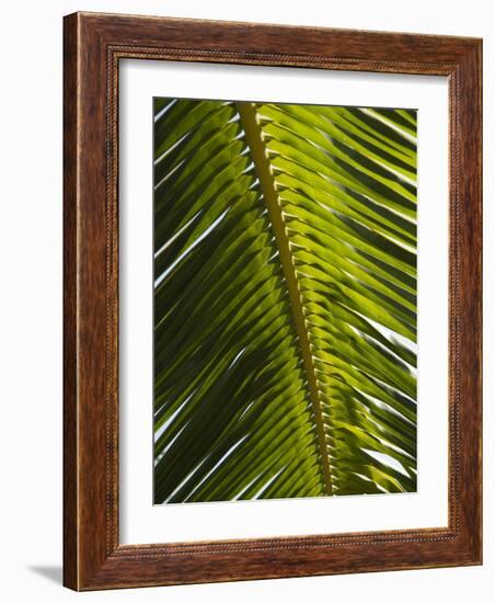 Palm Leaf, Nicoya Pennisula, Costa Rica, Central America-R H Productions-Framed Photographic Print