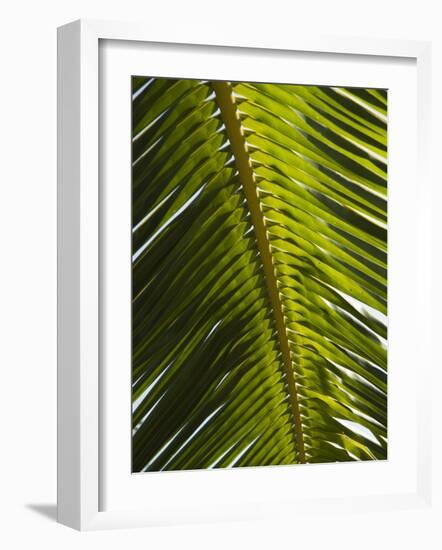 Palm Leaf, Nicoya Pennisula, Costa Rica, Central America-R H Productions-Framed Photographic Print