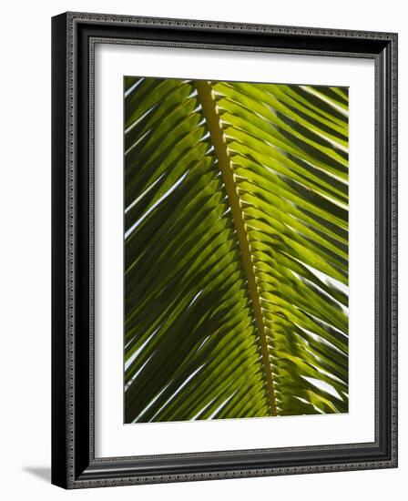 Palm Leaf, Nicoya Pennisula, Costa Rica, Central America-R H Productions-Framed Photographic Print