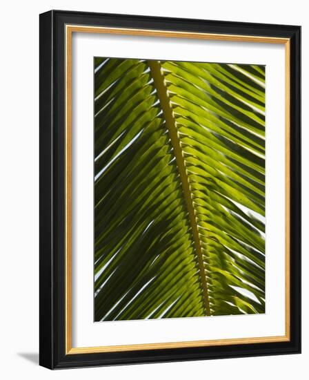 Palm Leaf, Nicoya Pennisula, Costa Rica, Central America-R H Productions-Framed Photographic Print