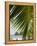 Palm Leaf, Nicoya Pennisula, Costa Rica, Central America-R H Productions-Framed Premier Image Canvas