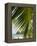 Palm Leaf, Nicoya Pennisula, Costa Rica, Central America-R H Productions-Framed Premier Image Canvas