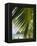 Palm Leaf, Nicoya Pennisula, Costa Rica, Central America-R H Productions-Framed Premier Image Canvas