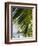 Palm Leaf, Nicoya Pennisula, Costa Rica, Central America-R H Productions-Framed Photographic Print