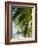 Palm Leaf, Nicoya Pennisula, Costa Rica, Central America-R H Productions-Framed Photographic Print