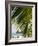 Palm Leaf, Nicoya Pennisula, Costa Rica, Central America-R H Productions-Framed Photographic Print