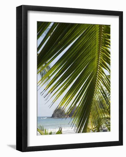 Palm Leaf, Nicoya Pennisula, Costa Rica, Central America-R H Productions-Framed Photographic Print