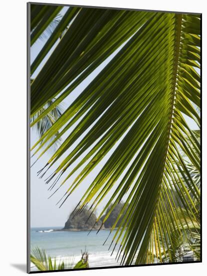 Palm Leaf, Nicoya Pennisula, Costa Rica, Central America-R H Productions-Mounted Photographic Print