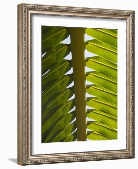 Palm Leaf, Nicoya Pennisula, Costa Rica, Central America-R H Productions-Framed Photographic Print