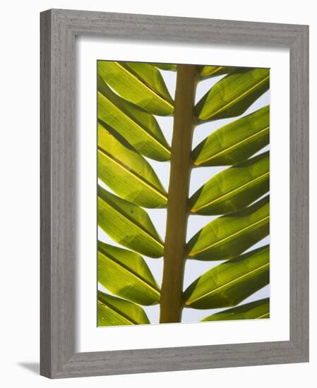 Palm Leaf, Nicoya Pennisula, Costa Rica, Central America-R H Productions-Framed Photographic Print