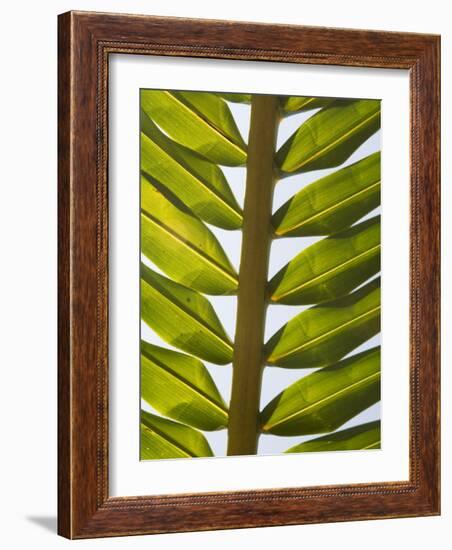 Palm Leaf, Nicoya Pennisula, Costa Rica, Central America-R H Productions-Framed Photographic Print