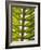 Palm Leaf, Nicoya Pennisula, Costa Rica, Central America-R H Productions-Framed Photographic Print