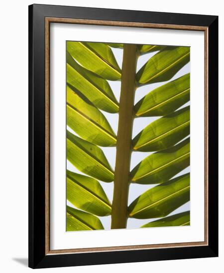 Palm Leaf, Nicoya Pennisula, Costa Rica, Central America-R H Productions-Framed Photographic Print