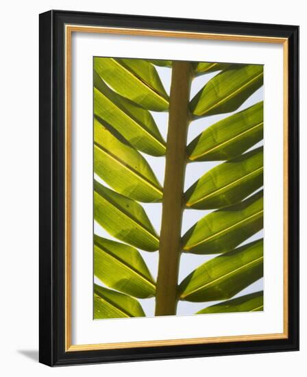 Palm Leaf, Nicoya Pennisula, Costa Rica, Central America-R H Productions-Framed Photographic Print