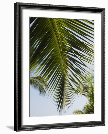 Palm Leaf, Nicoya Pennisula, Costa Rica-Robert Harding-Framed Photographic Print