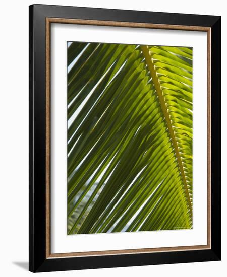 Palm Leaf, Nicoya Pennisula, Costa Rica-Robert Harding-Framed Photographic Print