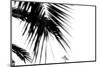 Palm Leaves, Cross, B/W-Nikky-Mounted Photographic Print