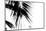 Palm Leaves, Cross, B/W-Nikky-Mounted Photographic Print