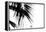 Palm Leaves, Cross, B/W-Nikky-Framed Premier Image Canvas