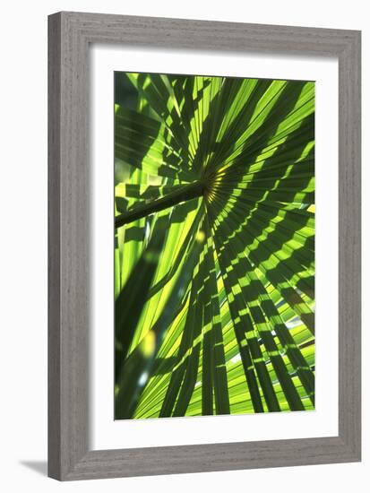 Palm Leaves-Dr. Keith Wheeler-Framed Photographic Print