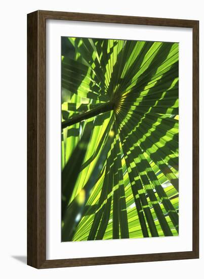 Palm Leaves-Dr. Keith Wheeler-Framed Photographic Print