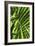 Palm Leaves-Dr. Keith Wheeler-Framed Photographic Print