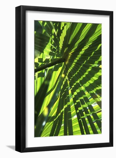 Palm Leaves-Dr. Keith Wheeler-Framed Photographic Print