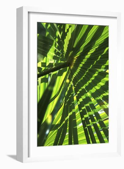 Palm Leaves-Dr. Keith Wheeler-Framed Photographic Print