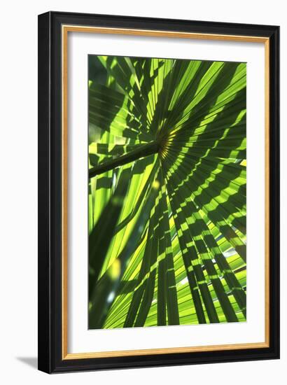 Palm Leaves-Dr. Keith Wheeler-Framed Photographic Print