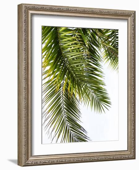 Palm Leaves-Lexie Greer-Framed Photographic Print